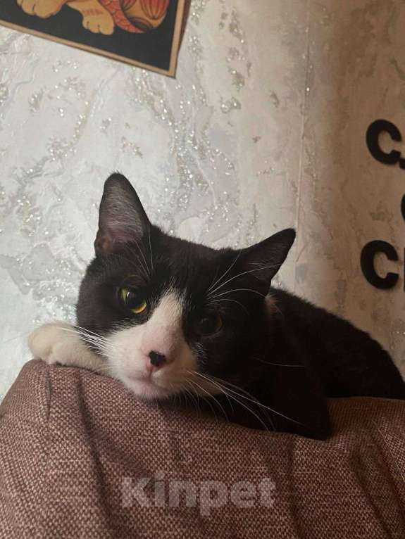 Кошки в Москве: Котик Диего Мальчик, Бесплатно - фото 4