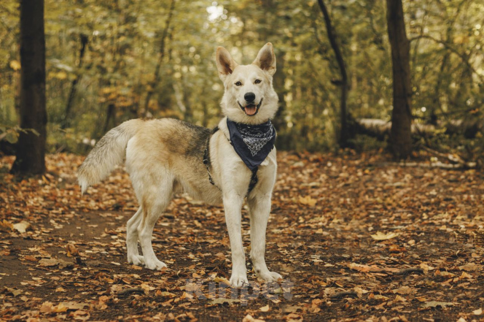 Собаки в Москве: Дэнни, 8 месяцев Мальчик, Бесплатно - фото 9