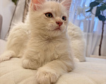 Кошки в Калининграде: Чистокровный котенок Мэйкун, es 22 Мальчик, 35 000 руб. - фото 8
