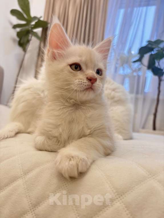 Кошки в Калининграде: Чистокровный котенок Мэйкун, es 22 Мальчик, 35 000 руб. - фото 8