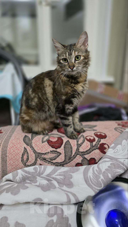 Кошки в Москве: ласкова кошка с уникальным окрасом  Девочка, Бесплатно - фото 3