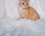 Кошки в Санкт-Петербурге: Рыжее солнышко ищет дом Девочка, 200 руб. - фото 2