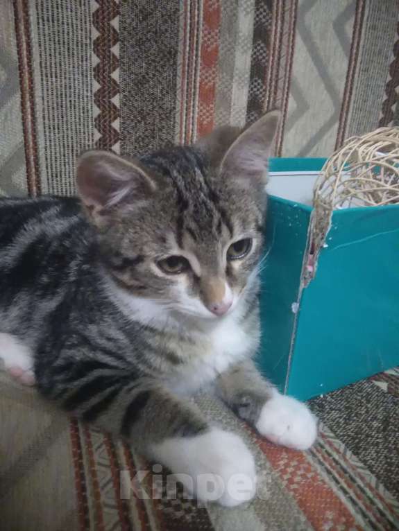 Кошки в Санкт-Петербурге: Мелкий из под колес Мальчик, Бесплатно - фото 4