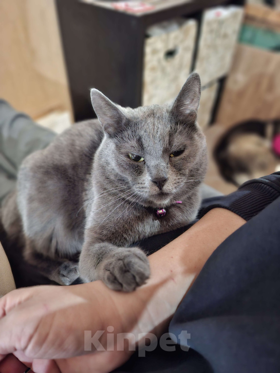 Кошки в Москве: Пирожковый кот Мальчик, Бесплатно - фото 1