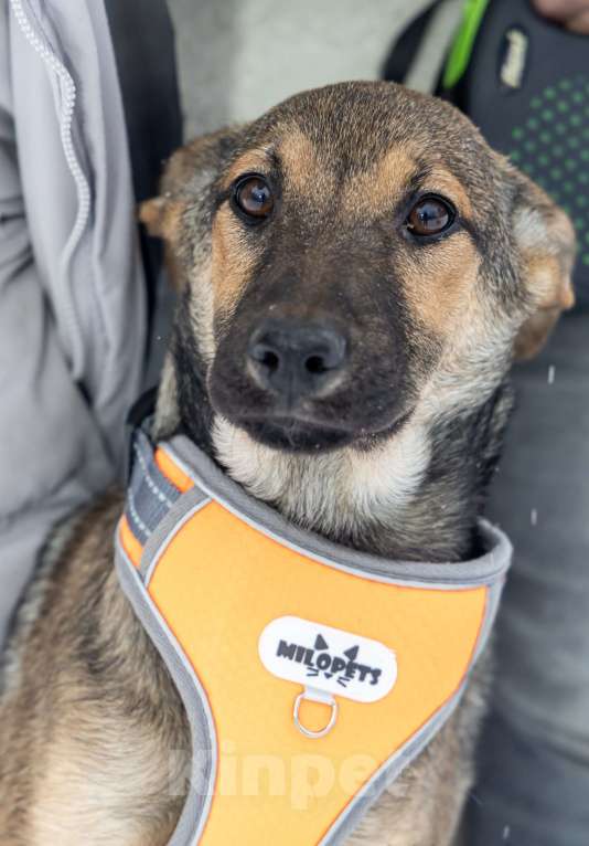 Собаки в Москве: Отдам щенка в добрые руки Девочка, Бесплатно - фото 4