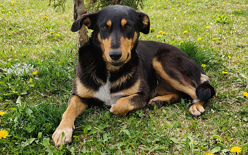 Отдадим в добрые руки