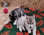 Собаки в Нижнем Новгороде: Щенки хаски от питомника Девочка, 60 000 руб. - фото 1