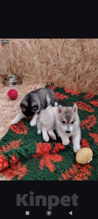 Собаки в Нижнем Новгороде: Щенки хаски от питомника Девочка, 60 000 руб. - фото 1