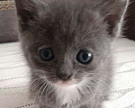Кошки в Москве: 🌟 Помогите маленькому котенку найти дом! 🌟 Мальчик, Бесплатно - фото 1