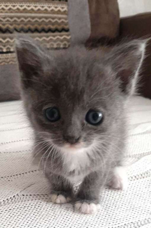 Кошки в Москве: 🌟 Помогите маленькому котенку найти дом! 🌟 Мальчик, Бесплатно - фото 1