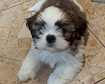 Собаки в Санкт-Петербурге: Мальчик ши-тцу бело-золотой Мальчик, 40 000 руб. - фото 2