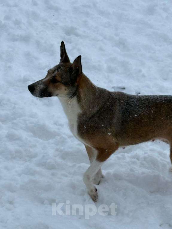 Собаки в других городах Владимирской области: Красивая и добрая собака в добрые руки бесплатно Девочка, Бесплатно - фото 3