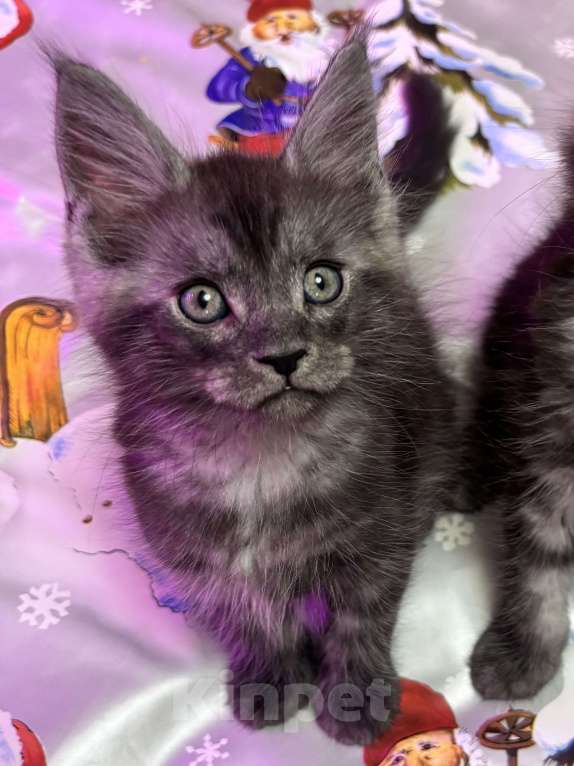 Кошки в Петергофе: Девочки близняшки Девочка, 45 000 руб. - фото 1