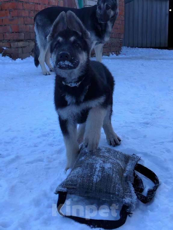 Собаки в других городах Краснодарского края: Щенок Восточноевропейской овчарки Девочка, 60 000 руб. - фото 9