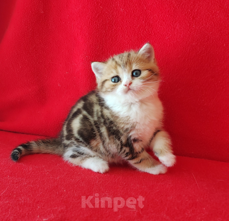 Кошки в Москве: Котик золотой мраморный биколор Мальчик, Бесплатно - фото 1