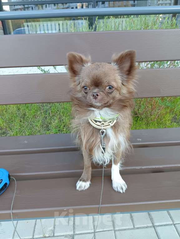 Собаки в Новосибирске: Подрощенный кобель Чихуахуа  Мальчик, 25 000 руб. - фото 6