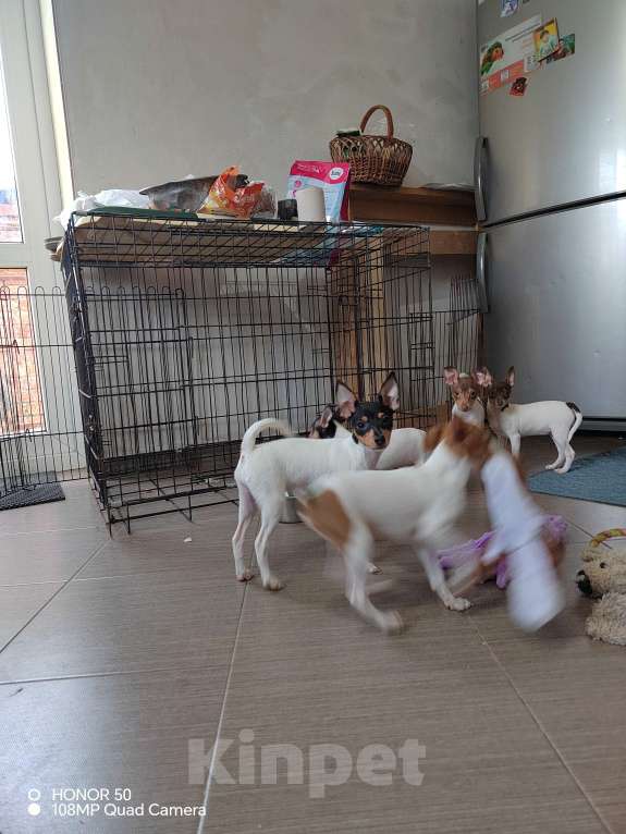 Собаки в Краснодаре: Щенок той фокстерьер Девочка, Бесплатно - фото 2