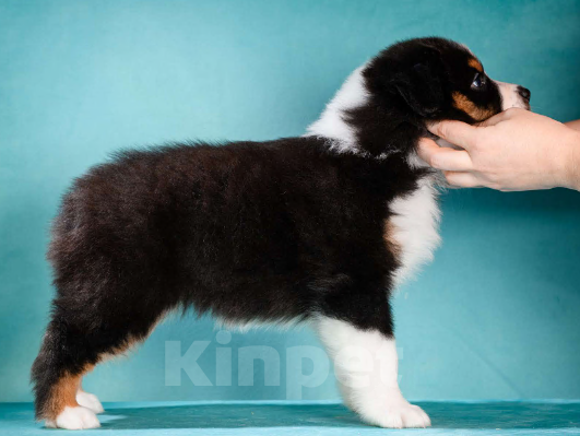 Собаки в других городах Московской области: Австралийская овчарка, щенок Девочка, 80 000 руб. - фото 3