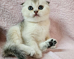 Кошки в Краснодаре: Продам шотландских вислоухих котят Мальчик, 8 000 руб. - фото 1