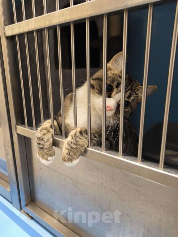Кошки в Москве: Котенок в добрые руки Девочка, Бесплатно - фото 6