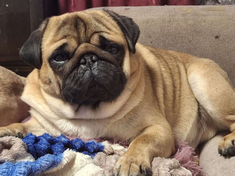 Собаки в Балаково: Вязка Мальчик, 5 000 руб. - фото 4