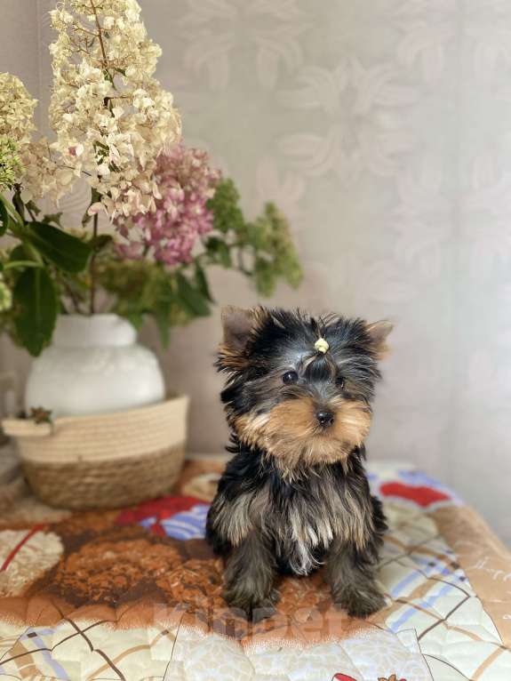 Собаки в Москве: Йоркширского терьера щенки Мальчик, Бесплатно - фото 2