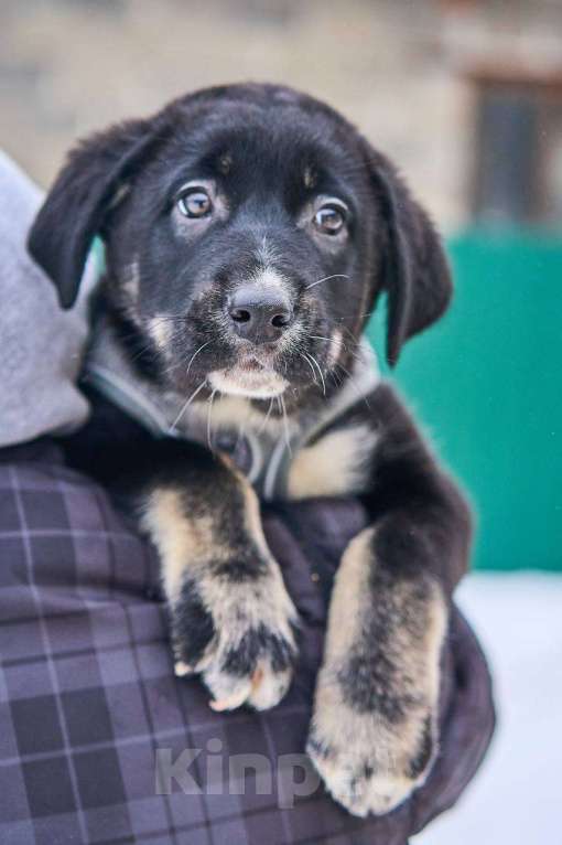 Собаки в Москве: щенок Веня в добрые руки Мальчик, Бесплатно - фото 3