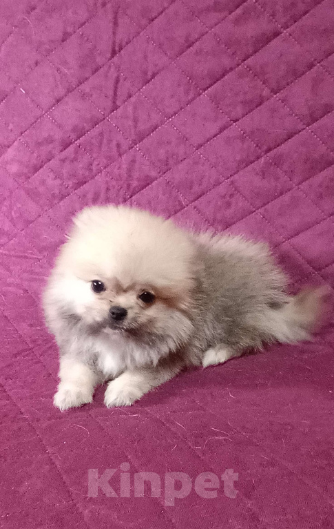 Собаки в Москве: Кукольный микро мальчик Мальчик, 30 000 руб. - фото 6