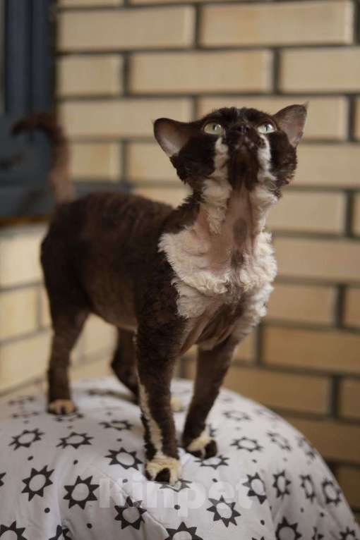 Кошки в Москве: Вязка экстрим тип Девон Рекс чемпион Мальчик, Бесплатно - фото 4