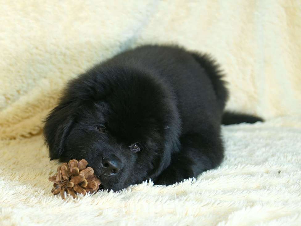 Собаки в Москве: Ньюфаундленд щенки Девочка, 100 000 руб. - фото 2