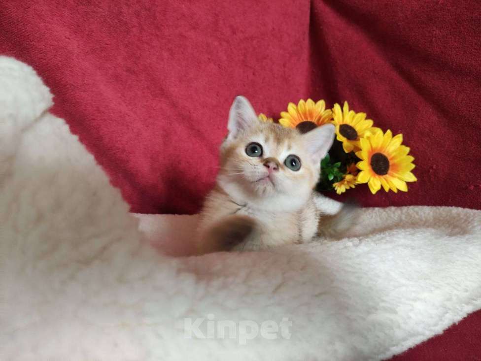 Кошки в Казани: Шотландская прямоухая золотая кошечка Иззи Девочка, 30 000 руб. - фото 4