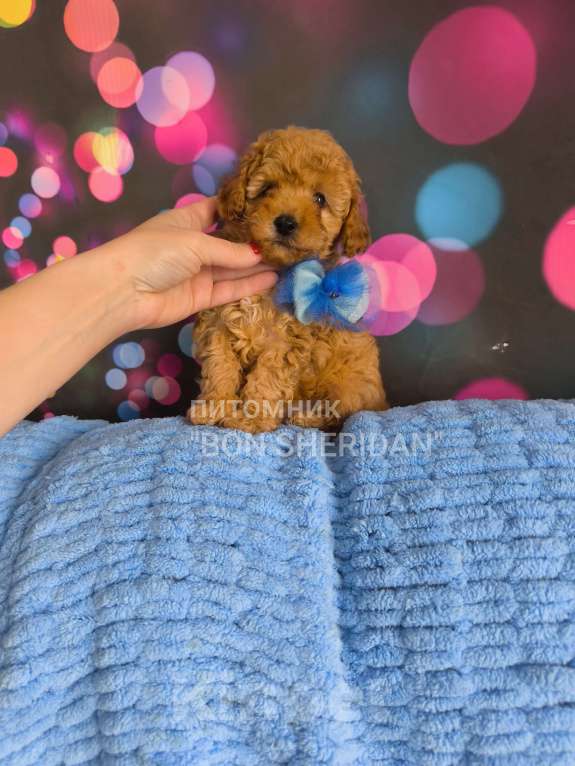 Собаки в Пушкино: Мальчик  Мальчик, 60 000 руб. - фото 1