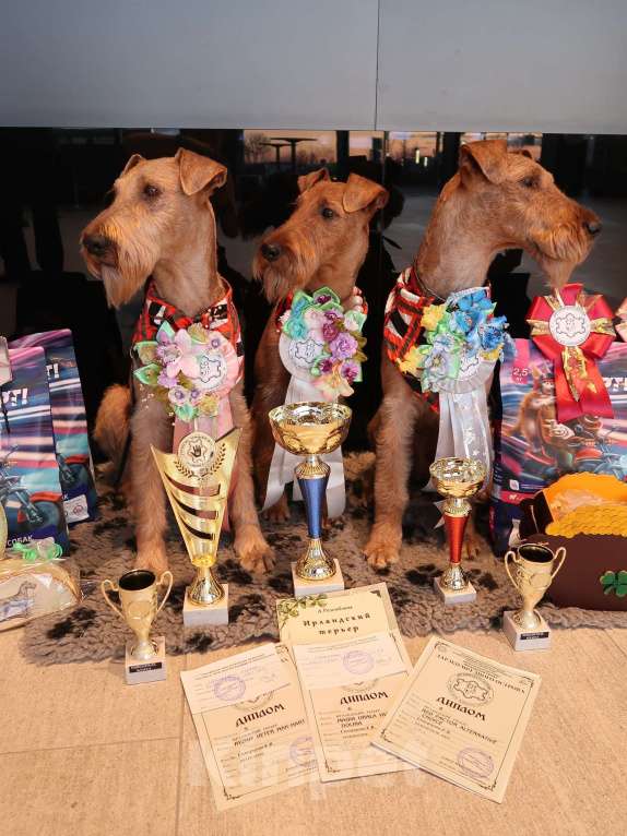 Собаки в Санкт-Петербурге: Щенки ирландского терьера от чемпионской пары Девочка, Бесплатно - фото 9