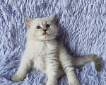 Кошки в Новосибирске: Кошечка блюшечка Девочка, Бесплатно - фото 2