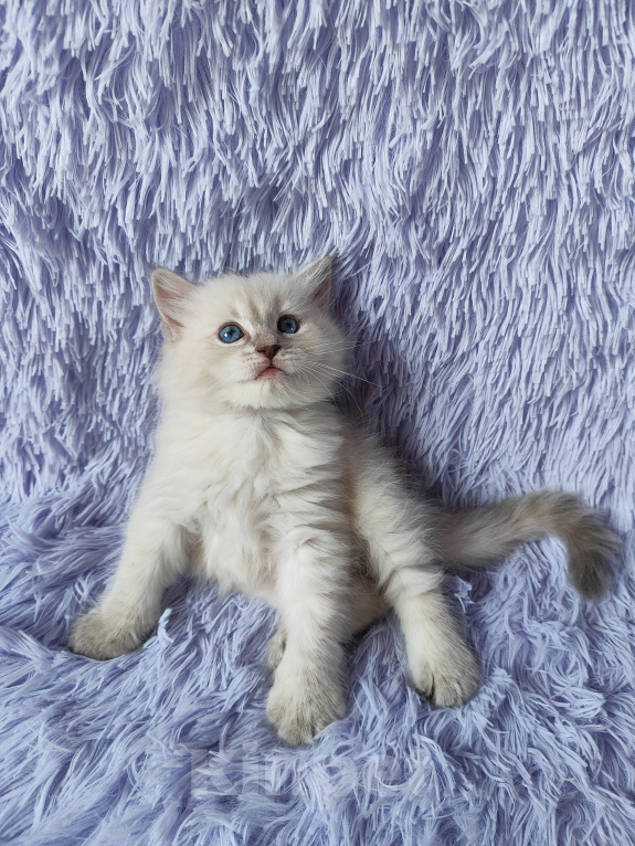 Кошки в Новосибирске: Кошечка блюшечка Девочка, Бесплатно - фото 2