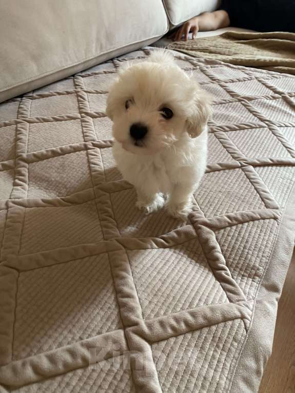 Собаки в Москве: Мальтипу щенок Ф1 мини Мальчик, 45 000 руб. - фото 1