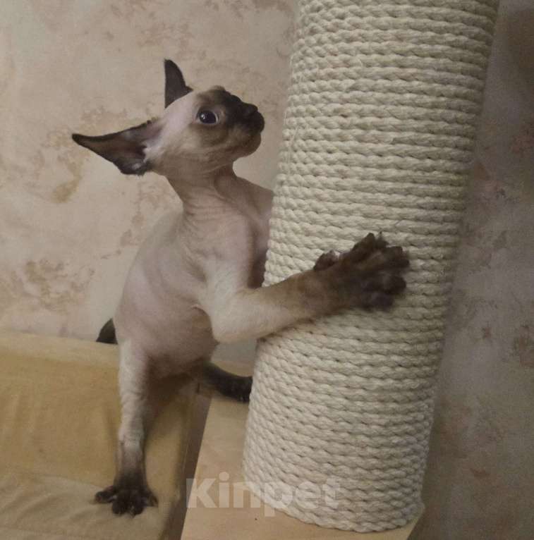 Кошки в Москве: голубоглазые котята девон-рекс Мальчик, 65 000 руб. - фото 2