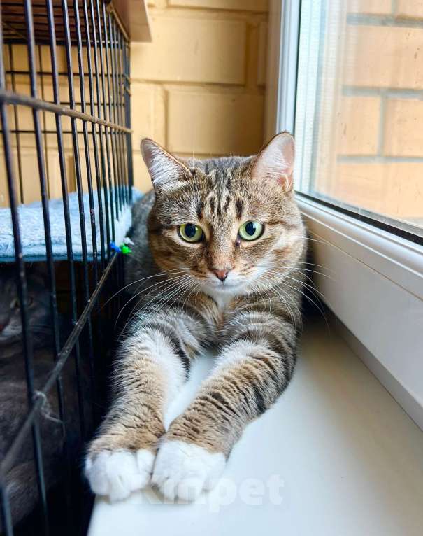 Кошки в Москве: Осторожная девочка Тутси в дар добрым людям Девочка, Бесплатно - фото 7