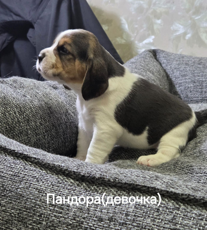 Собаки в Санкт-Петербурге: Щенки бигль Девочка, 35 000 руб. - фото 3