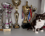 Кошки в Москве: Котята Селкирк рекс Мальчик, 110 000 руб. - фото 5