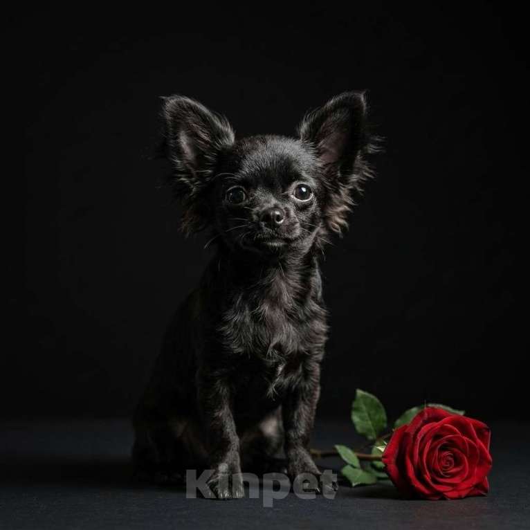 Собаки в Новосибирске: Щенок Чихуахуа Мальчик, 65 000 руб. - фото 1