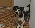 Собаки в Москве: Коротколапик Рони - метис джек рассела ищет дом! Мальчик, Бесплатно - фото 2