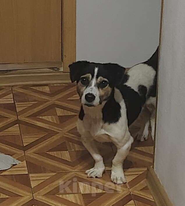 Собаки в Москве: Коротколапик Рони - метис джек рассела ищет дом! Мальчик, Бесплатно - фото 2