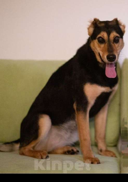 Собаки в Пушкино: Красавица Молли Девочка, 1 руб. - фото 5