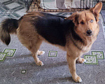 Собаки в Зеленограде: Дюк - метис овчарки и корги ищет новый дом! Мальчик, Бесплатно - фото 2