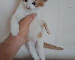 Кошки в Москве: котята Мальчик, Бесплатно - фото 5