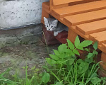 Кошки в Новосибирске: Шотландские котята Мальчик, 2 500 руб. - фото 5