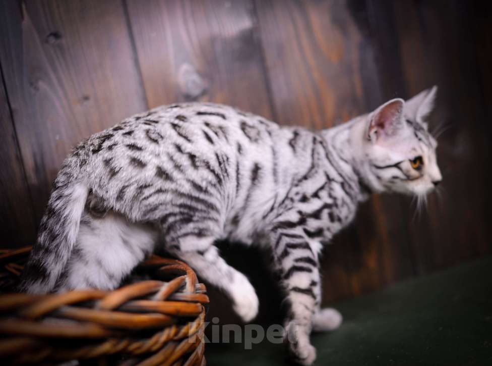 Кошки в Москве: Бенгальский котенок серебро Мальчик, Бесплатно - фото 5