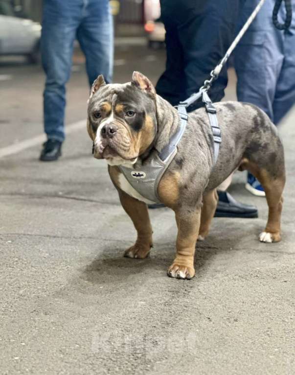 Собаки в Владикавказе: Вязка Мальчик, Бесплатно - фото 1