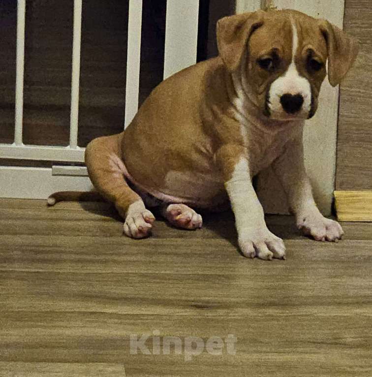 Собаки в Красногорске: Очаровательная девочка Девочка, 80 000 руб. - фото 2